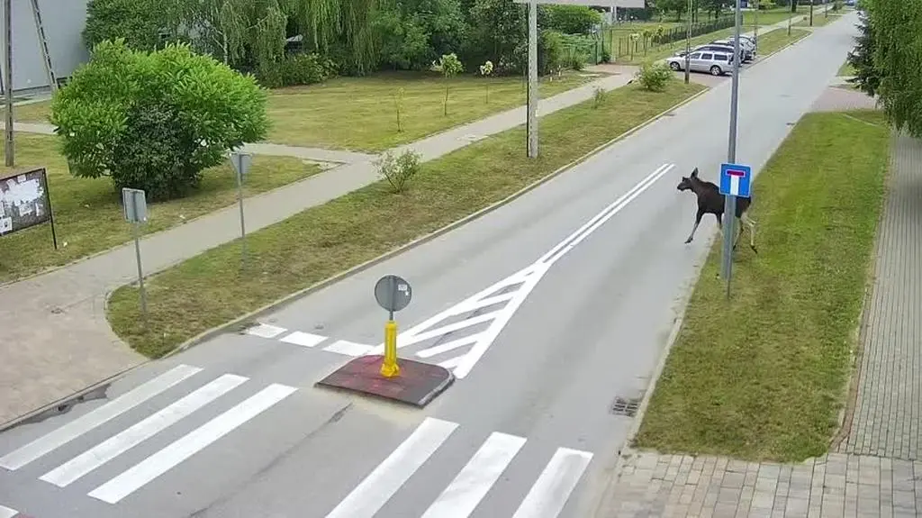 Łoś spaceruje po Koluszkach