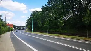 Drzewa wzdłuż ulicy Pułaskiego