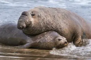 Mirungi (Mirounga) potocznie nazywane słoniami morskimi