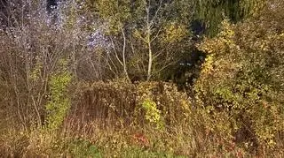 Zaginiony senior odnaleziony w zaroślach dzięki psu