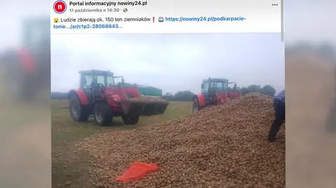 Ziemniaki zostały zabrane z pola