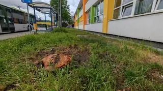 Drzewa zostały wycięte w 2025 roku