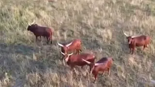 Dzikie zwierzęta na posesji ojca Orbana