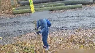 Tablica informowała o prowadzonych w lesie wycinkach 