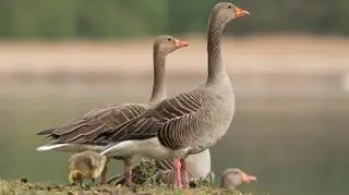 Jak gęsi wybierają swoich przywódców? Nowe badania