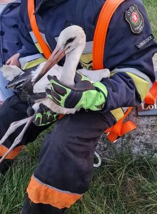 Bocian zaplątał się w linie energetyczne