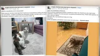 Po pożarze w Ząbkach mieszkańcy szukają zaginionych zwierzaków 