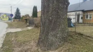 Dąb ma prawie cztery metry obwodu