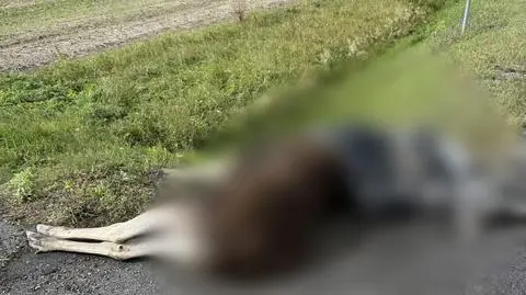 Do zdarzenia doszło przy DK92 pod Kutnem