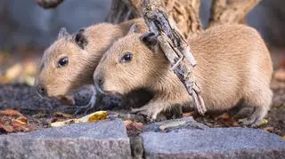 Kapibary przyszły na świat w zoo we Wrocławiu