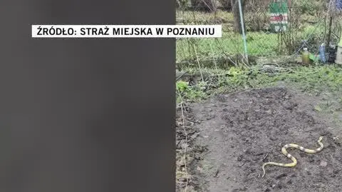 Straż Miejska w Poznaniu 