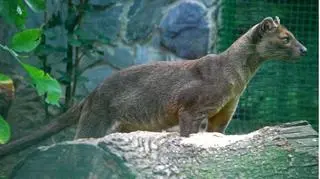 Czeka tam na nią samiec - Androy 