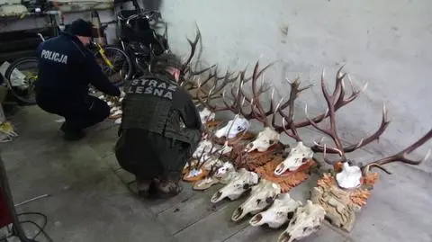 Mężczyzna odpowie za kłusownictwo