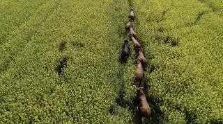 Limousin bulls on the run