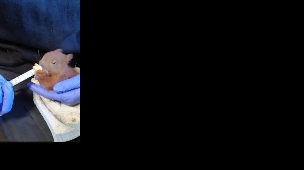 Strażnik karmiący malutką wiewiórkę