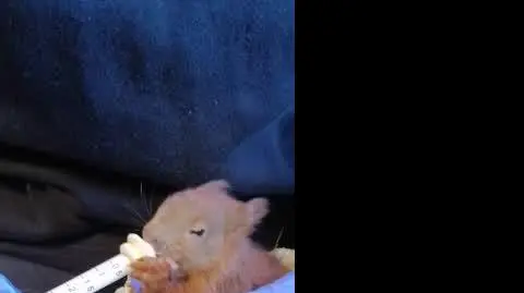 Strażnik karmiący malutką wiewiórkę