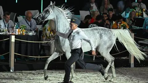 Janów Podlaski, 11.08.2024. Klacz Adriana podczas 55. aukcji Koni Arabskich Czystej Krwi Pride of Poland w Janowie Podlaskim