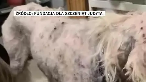 Fundacja dla Szczeniąt Judyta