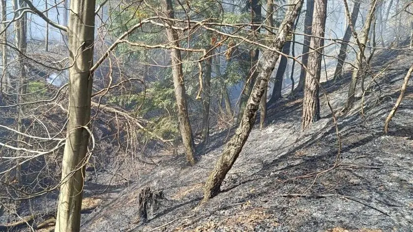 Płonie las. W akcji 120 strażaków