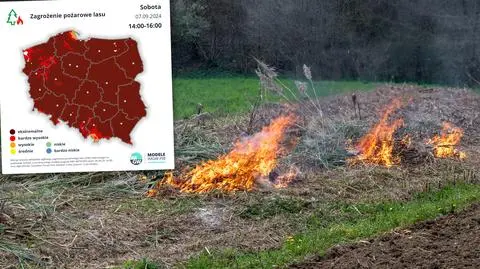 Lasy "ekstremalnie podatne na zapalenie". Możemy łatwo zapobiec tragedii