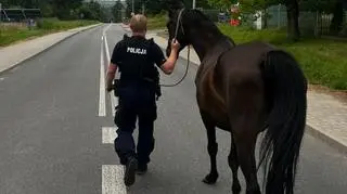 Konie biegały po drodze 