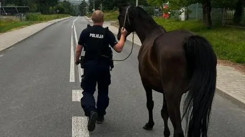 Konie biegały po drodze 