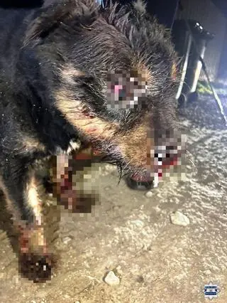 Pies był bity metalowym kątownikiem