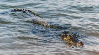 Władze ostrzegają przed krokodylami. "Są absolutnie wszędzie"