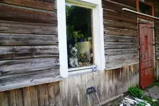 Z posesji odebrano 12 psów, kota i żółwia