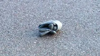 Na trasie S8 doszło do ataku na kibiców z Hiszpanii