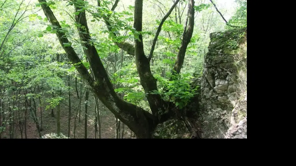 Puszcza Świętokrzyska