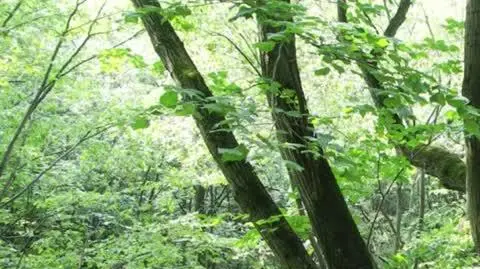 Puszcza Świętokrzyska