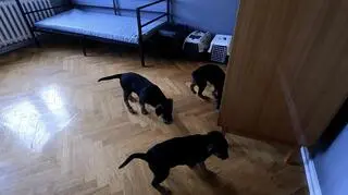 Pieski w jednym z pokoi
