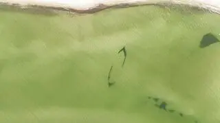 Morze odsłoniło wrak sprzed ponad stu lat