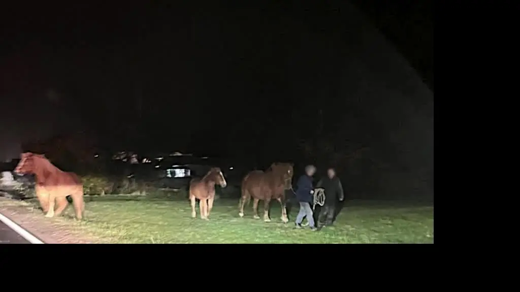 Konie spacerowały drogą krajową