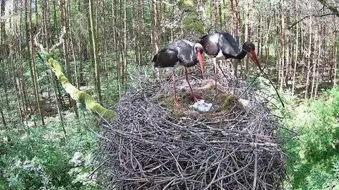 Bociany czarne na terenie województwa łódzkiego obserwowane są od 2016 roku
