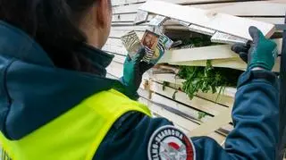 Sprawdzili ładunki z natką pietruszki