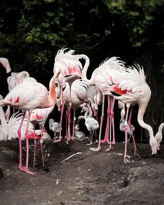 Wykluło się 12 flamingów różowych