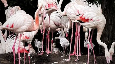 Wykluło się 12 flamingów różowych