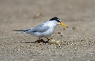 Rybitwa białoczelna (Sternula albifrons)
