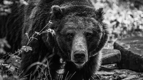 We wrocławskim zoo zmarła niedźwiedzica brunatna Myszka