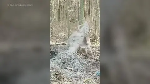 Klatka kluczowa-280535