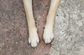 Zabił psy, a potem zakopał (zdjęcie ilustracyjne) 