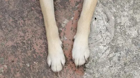 Zabił psy, a potem zakopał (zdjęcie ilustracyjne) 