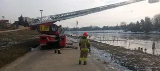 Łabędź przymarzł do Wisły