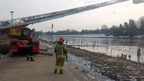 Łabędź przymarzł do Wisły