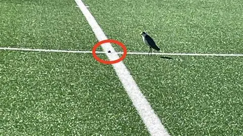 Piłkarskie jaja. "Natura dyktuje reguły gry", boisko zamknięte na miesiąc