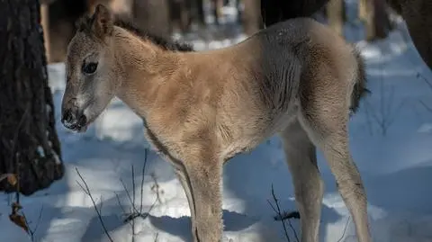 Źrebak jest płci żeńskiej