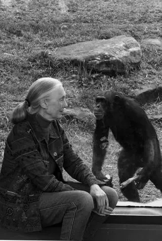 Nie żyje Jane Goodall