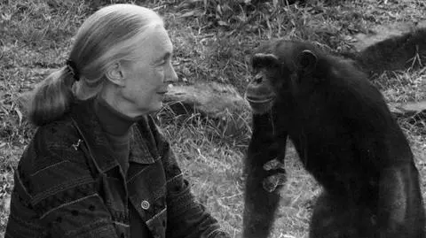 Nie żyje Jane Goodall
